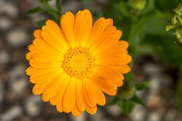 Beautiful marigold flower in the foreground