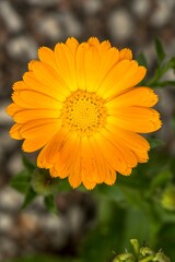 Beautiful marigold flower in the foreground