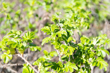 Green shrub branches with spring leaves foliage natural background, bush
