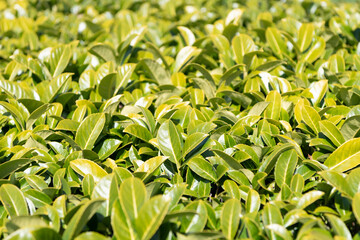 Green leaves. Organic tea leaves. Tea plant leaf background. Camellia sinensis foliage