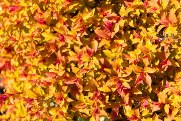 Foliage that offers a burst of color and texture. Colorful foliage. Closer to nature