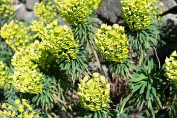 Blooming spurge. Flowering spurge plant. Green flowers on subshrub. Euphorbia characias
