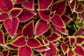 Textura hojas multicolor 