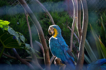 Guacamaya en Bogotá