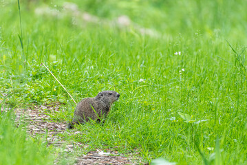 Cute baby groundhog sitting in field of grass