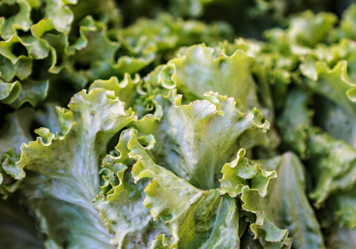 Fresh green leafy vegetables for sale at the market.