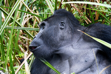 Mountain gorilla in natural habitat. National Park in the Democratic Republic of Congo