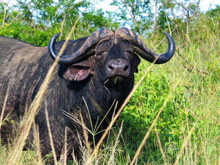 Buffalo, Hluhluwe-Imfolozi Park, South Africa