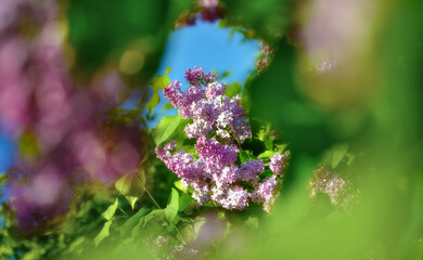 View of lilac flowers