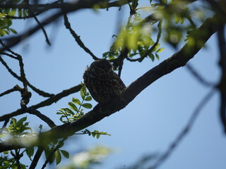 little owl (Athene noctua)
