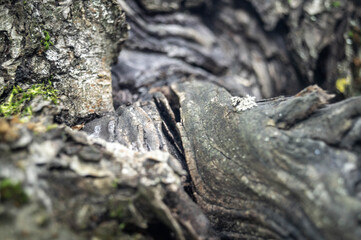 lichen on stone