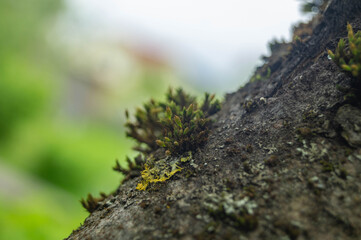 moss on tree