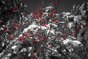 Hawthorn in winter