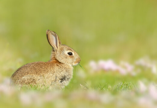 Portrait of a cute little rabbit sitting in meadow