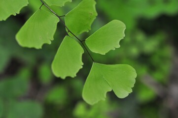 green leaves adiantum or adiantos on natural light background