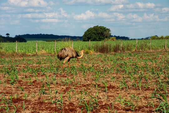 Wild rheas on a farm in Mato Grosso do Sul