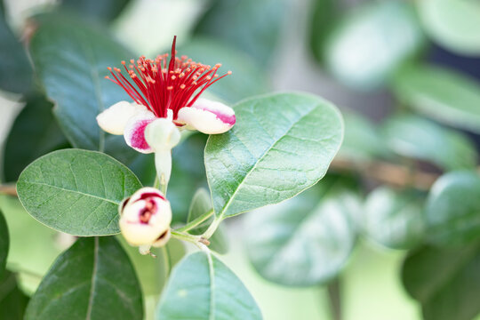 42 最適な フェイジョアの花 画像 ストック写真 ベクター Adobe Stock
