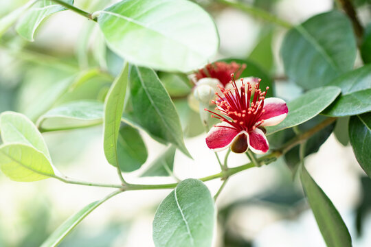 45 件の最適な フェイジョアの花 画像 ストック写真 ベクター Adobe Stock 45 件の最適な フェイジョアの花 画像 ストック写真 ベクター Adobe Stock
