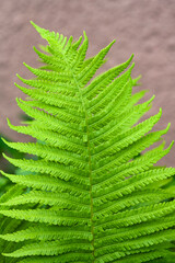 Green fern leaf