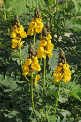 Senna didymobotrya	
