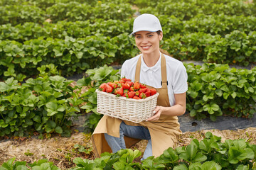 Smiling young woman in white cap and beige apron squatting at greenhouse with basket full of ripe strawberry. Concept of people, gardening and harvest. 