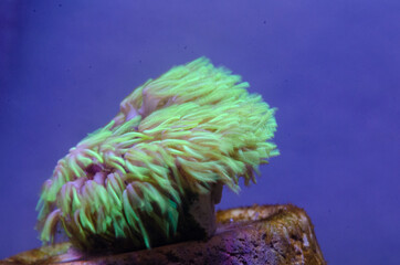 Star Polyps are a smaller coral