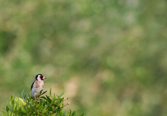 Goldfinch on a twig with a nice defocused background with bokeh effect. Space for text
