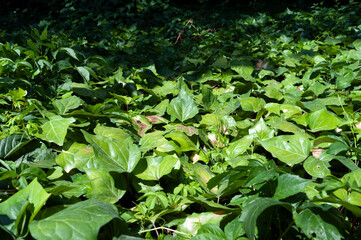 Plant, flower, nature, spring.