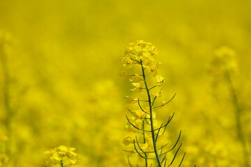 Natur