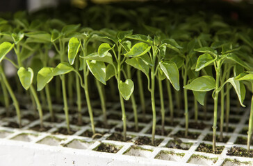 Natural plant sprouts