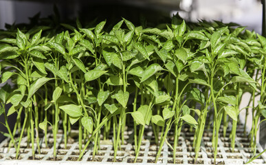 Natural plant sprouts