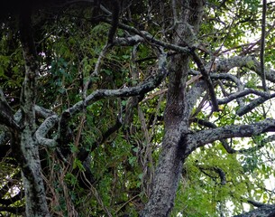 Fototapeta premium tree, forest, nature, green, leaves, trees, summer, spring, branch, park, foliage, trunk, wood, leaf, old, branches, plant, oak, woods, environment, natural, sky, landscape, sunlight, outdoor