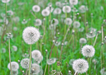 White fluffy dandelions on a green lawn.