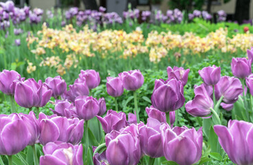 Flower bed with purple tulips in a spring garden.