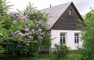 Blooming lilacs near an old Russian village house.