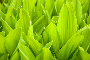 Fresh green lily of valley leaves. Natural background. Wild forest flowers. Forest in early spring. Close-up. Selective focus.