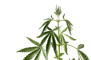 Cannabis bush