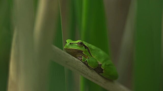Male of European tree frog (Hyla arborea) sitting on dry cattail leaf waiting for females during breeding season. Wildlife macro footage with green beige contrast