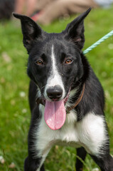 Dressage de chiens de troupeau. Border Collie
