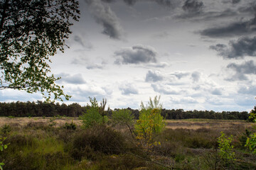 Fototapeta na wymiar landscape with trees and clouds from the Weerterheide in Weert the Netherlands, photo made 29 May 2021