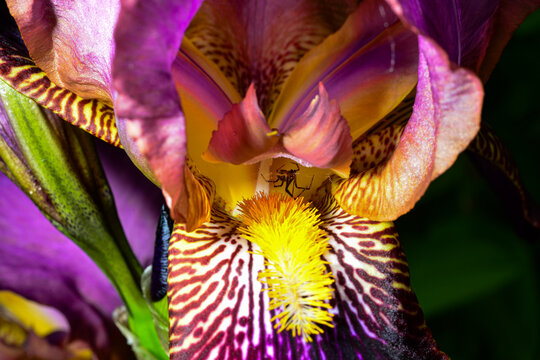 Closeup of a little spider on an iris flower