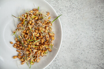 Micrograin of wheat in a white plate top view on stone gray table..