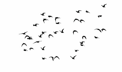 Flying birds. Vector image. White background.