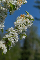 White Flowers of a Tree