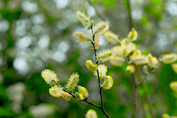 Blossoming willow in spring on a Sunny day.