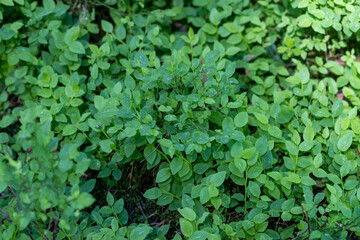 Many bushes of common blueberry Vaccinium myrtillus. Background of blueberry bushes
