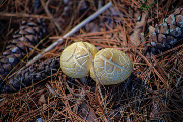Mushroom Bulbs
