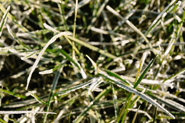 Morning dew froze on a green grass lawn and turned it into a white blanket
