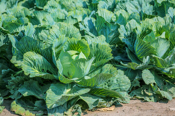 Cabbage grows in the field.