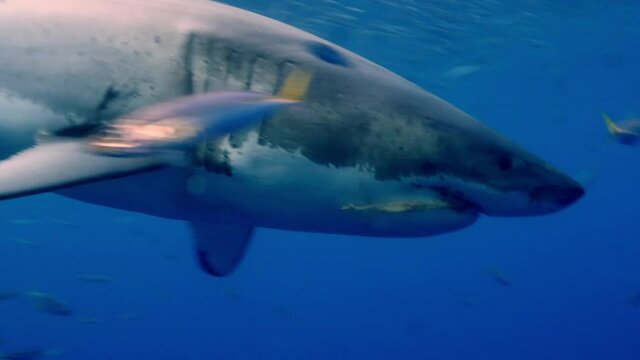 Great white shark swimming underwater in front of camera in a school of fish off the coast of Guadeloupe, Mexico. Carcharodon carcharias, or white shark. Most predator shark in the ocean.